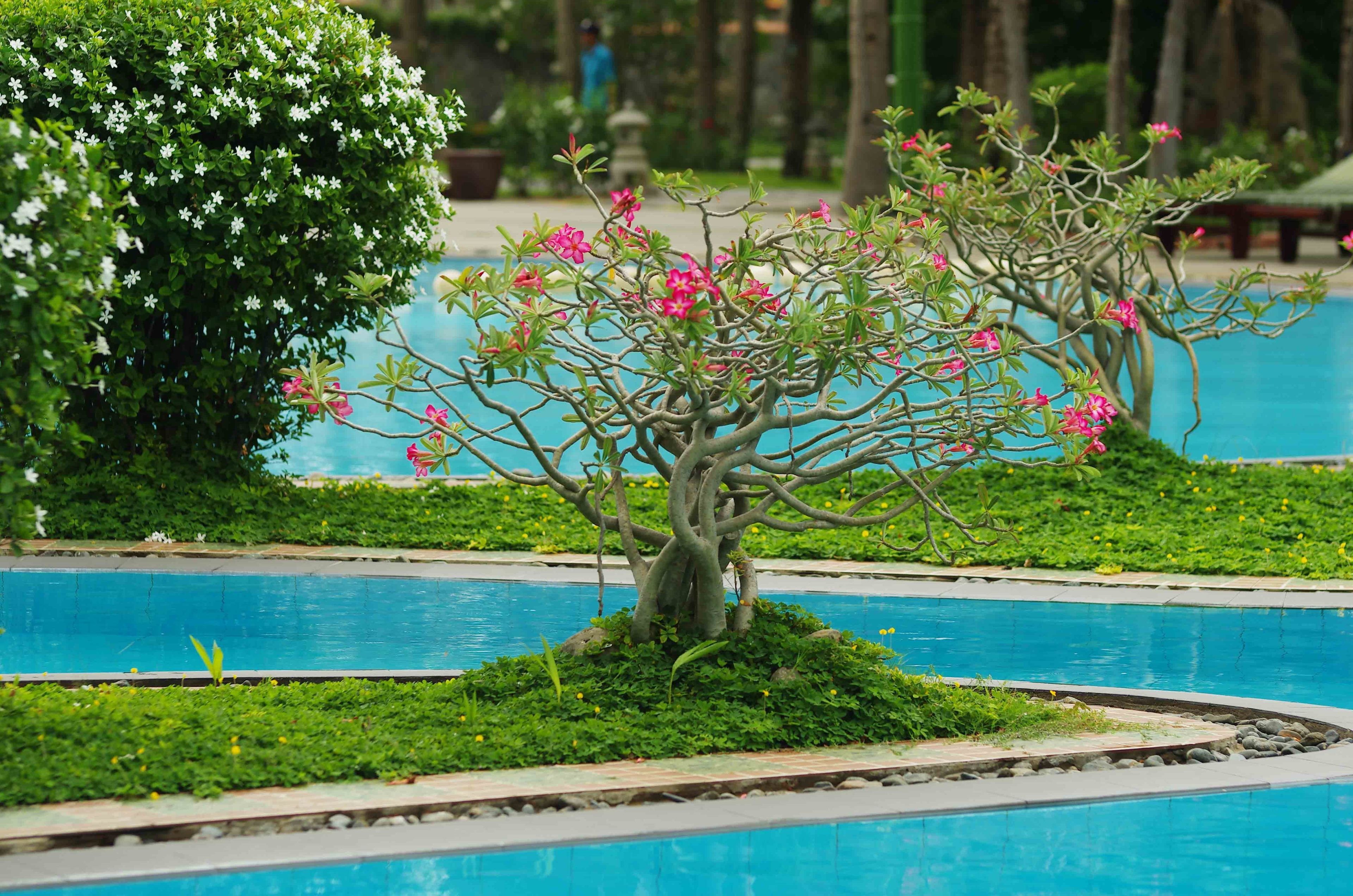 Un espace piscine agrémenté d’un arbre central et d’une végétation luxuriante tout autour.