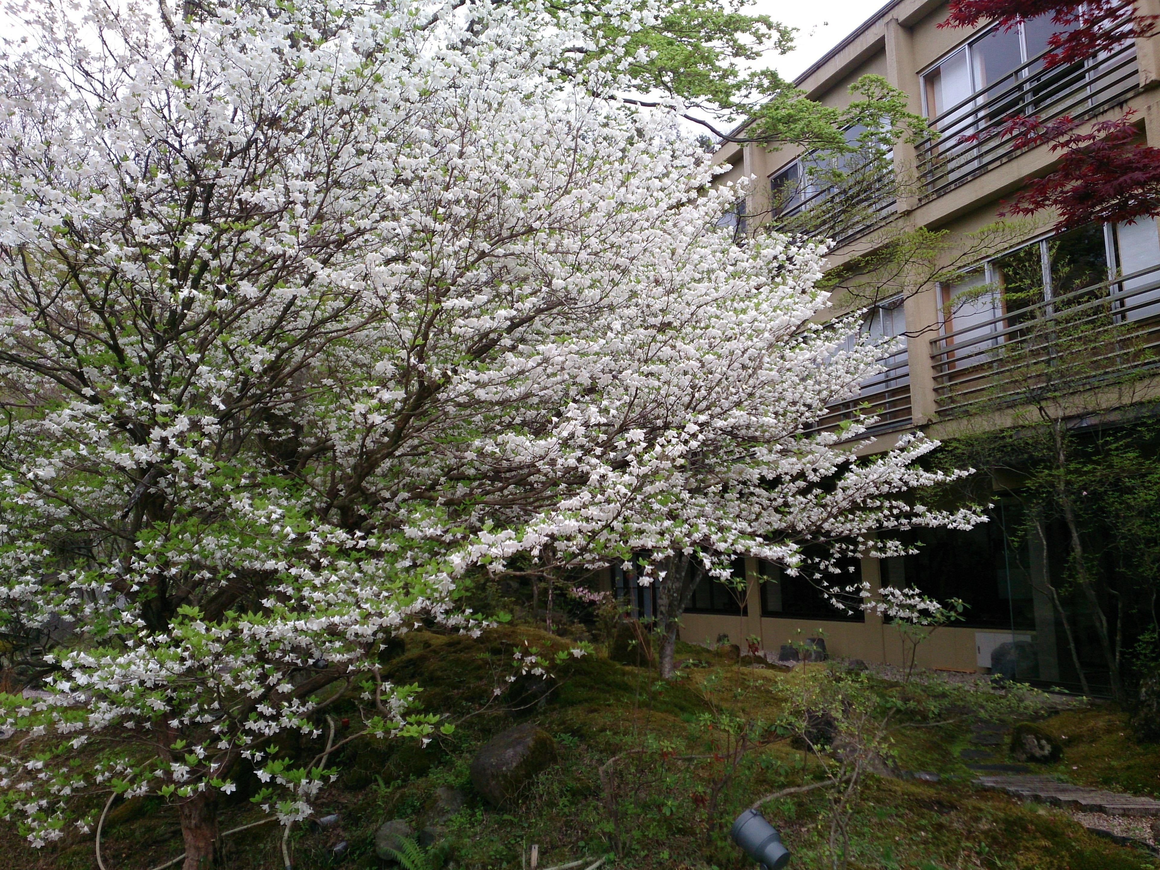 A tree with white blossoms in a courtyard with a building in the background.
