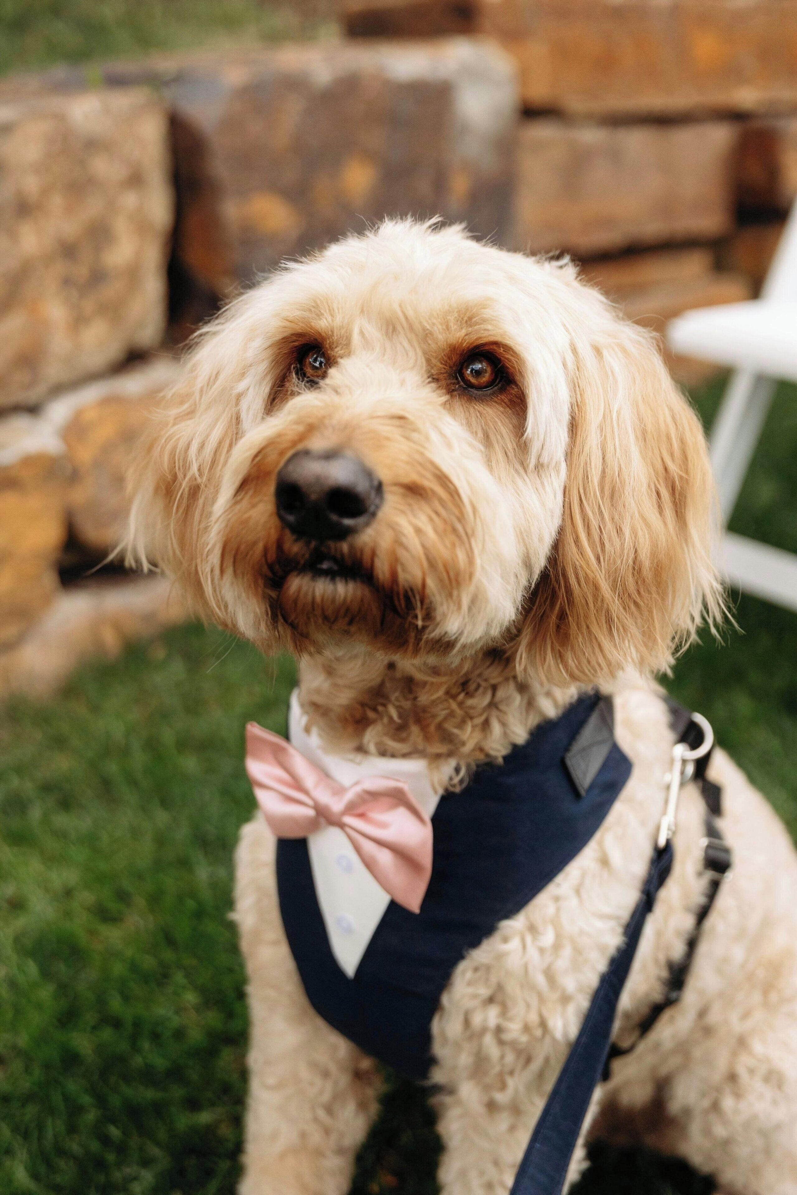 A dog with a bow tie and harness.