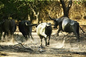A group of wild animals in a natural setting. - Wild Trails by Amaya (Tissamaharama)