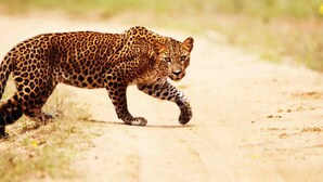 Un léopard marchant sur un chemin de terre.