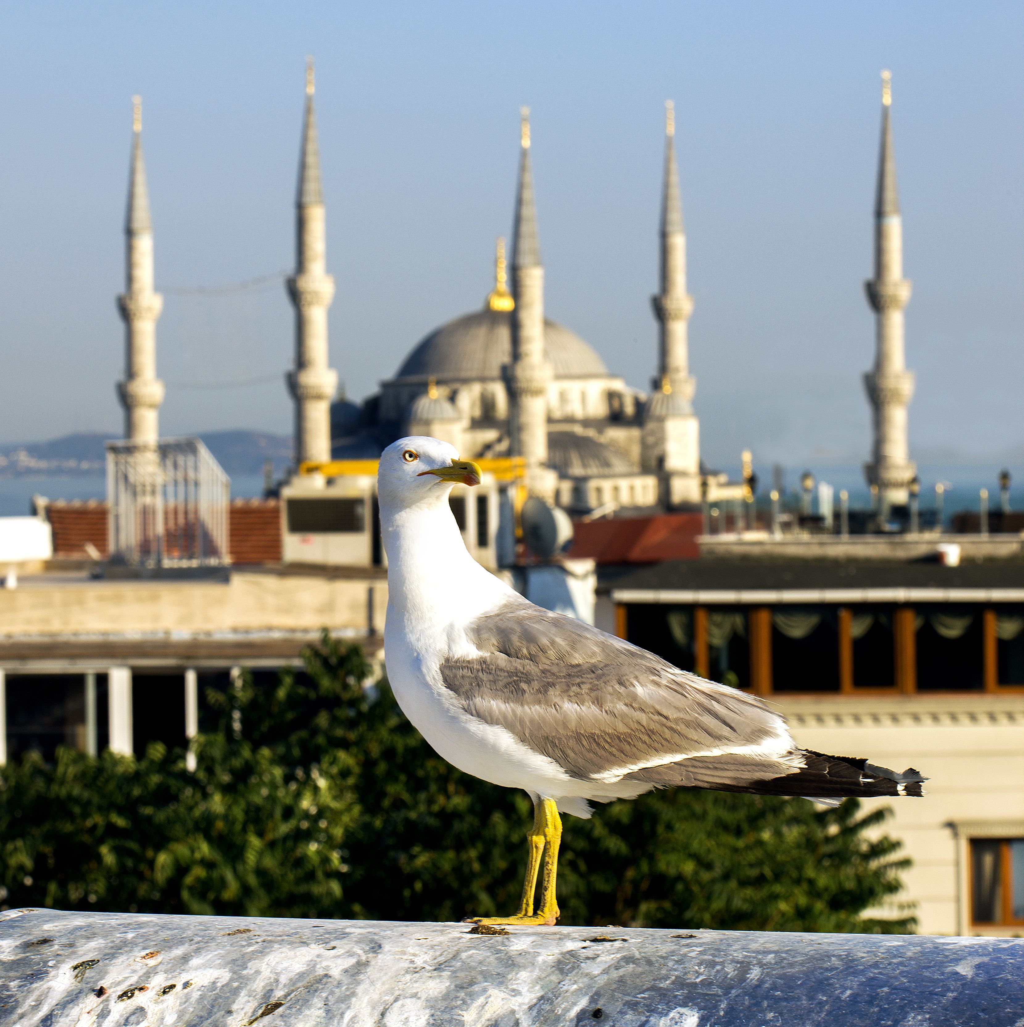 Foto - Nowy Efendi Hotel - Special Category