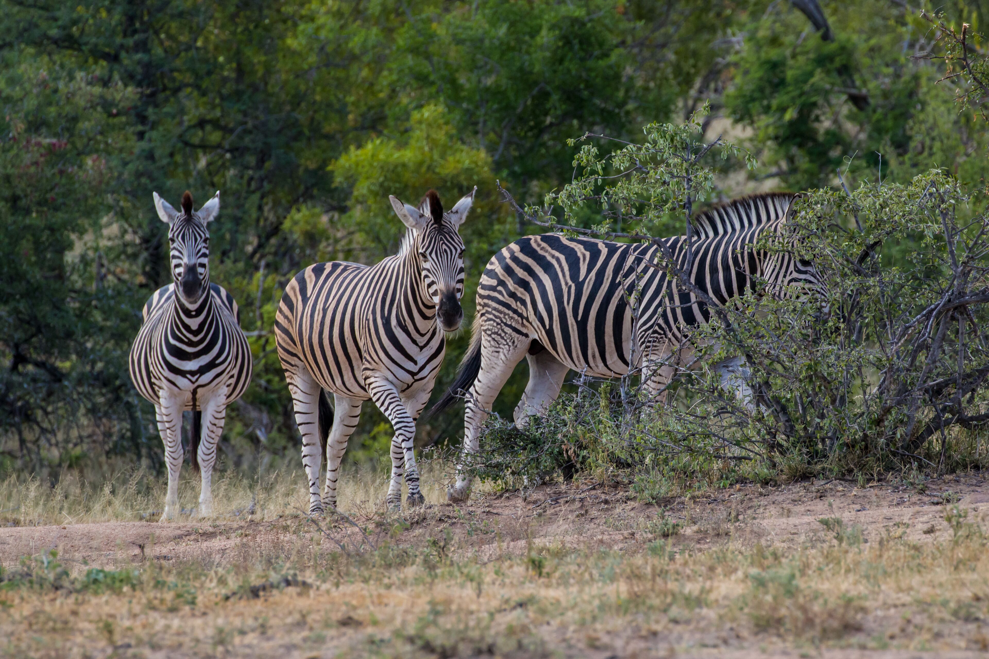 Três zebras em um ambiente natural, com árvores e arbustos ao fundo.