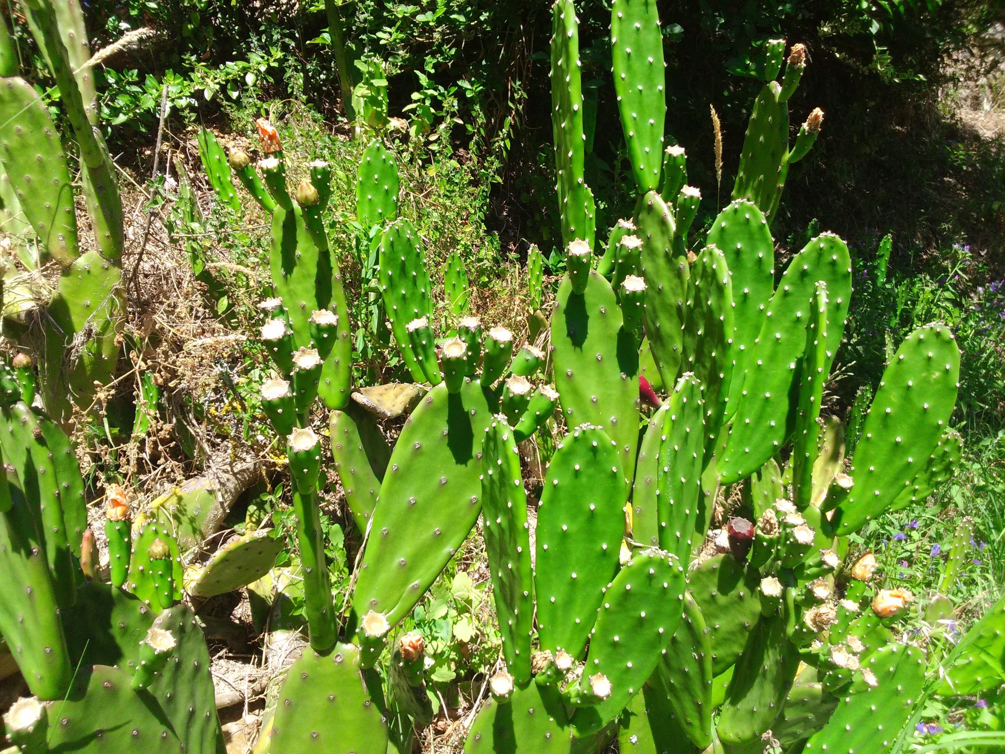 A cactus garden with various types of cacti and some flowering plants.