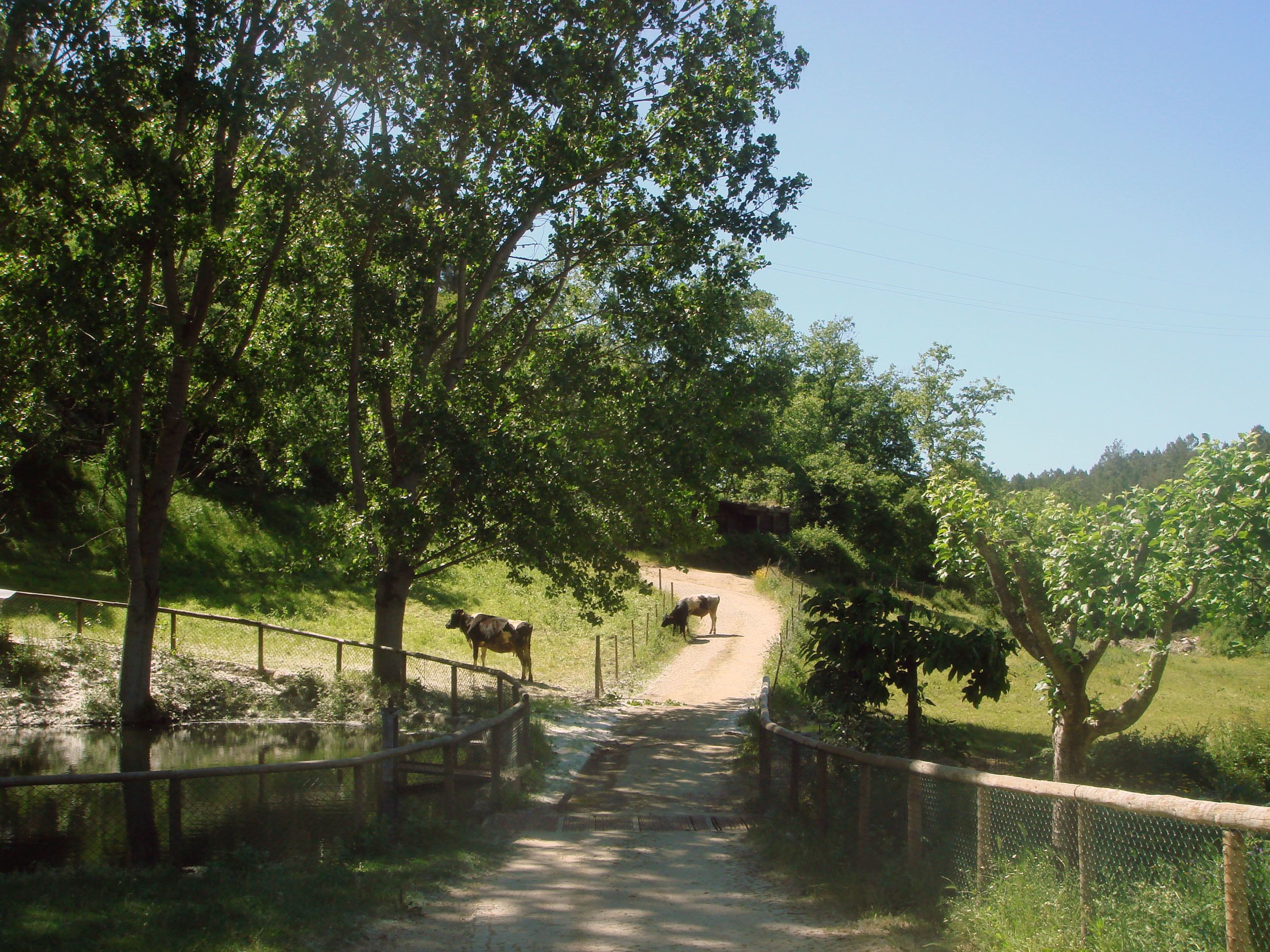 A rural road with a fence and trees on either side.