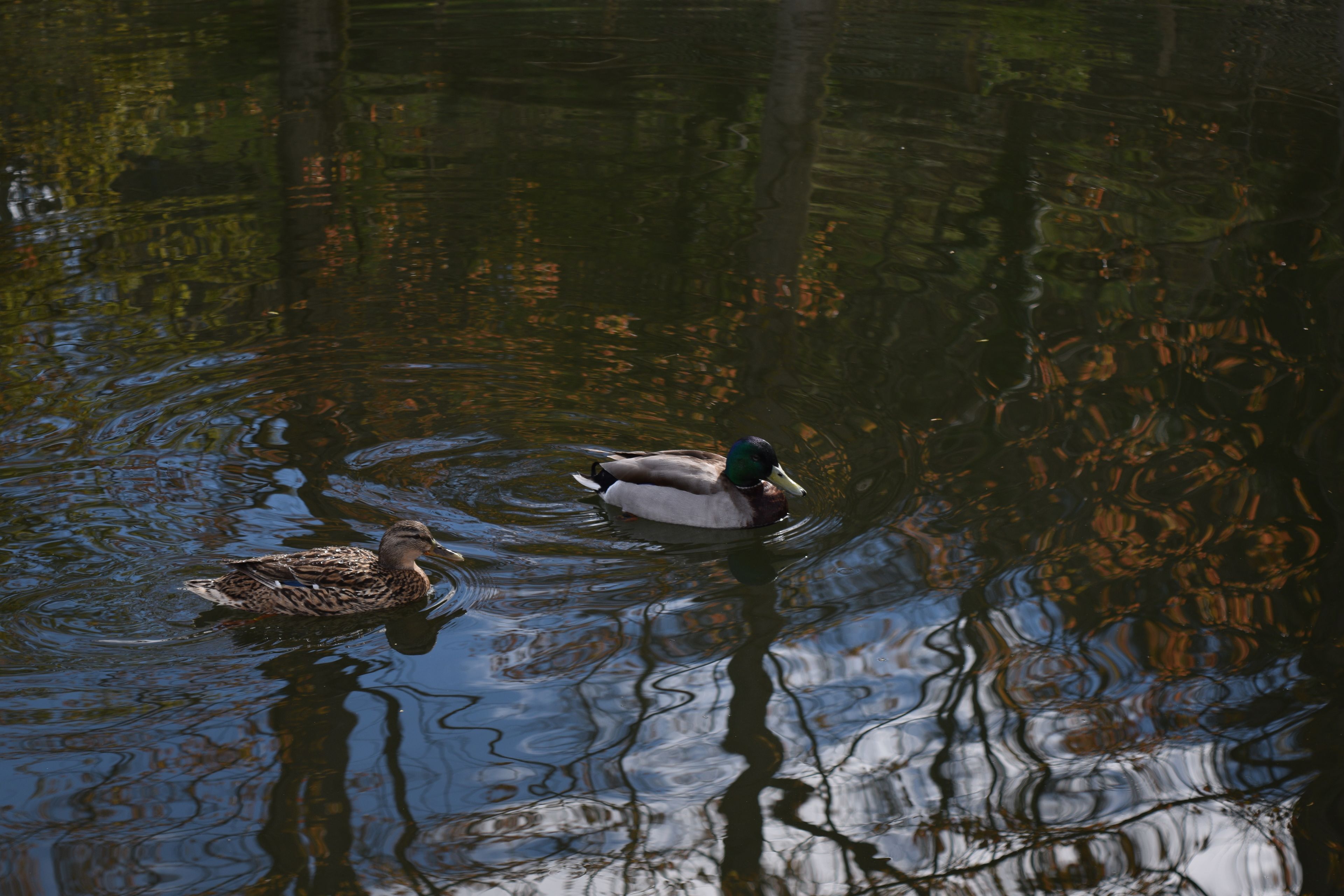 Zwei Enten schwimmen in ruhigem Wasser, Bäume spiegeln sich darin.