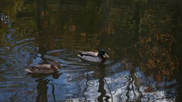 Zwei Enten schwimmen in ruhigem Wasser, Bäume spiegeln sich darin.