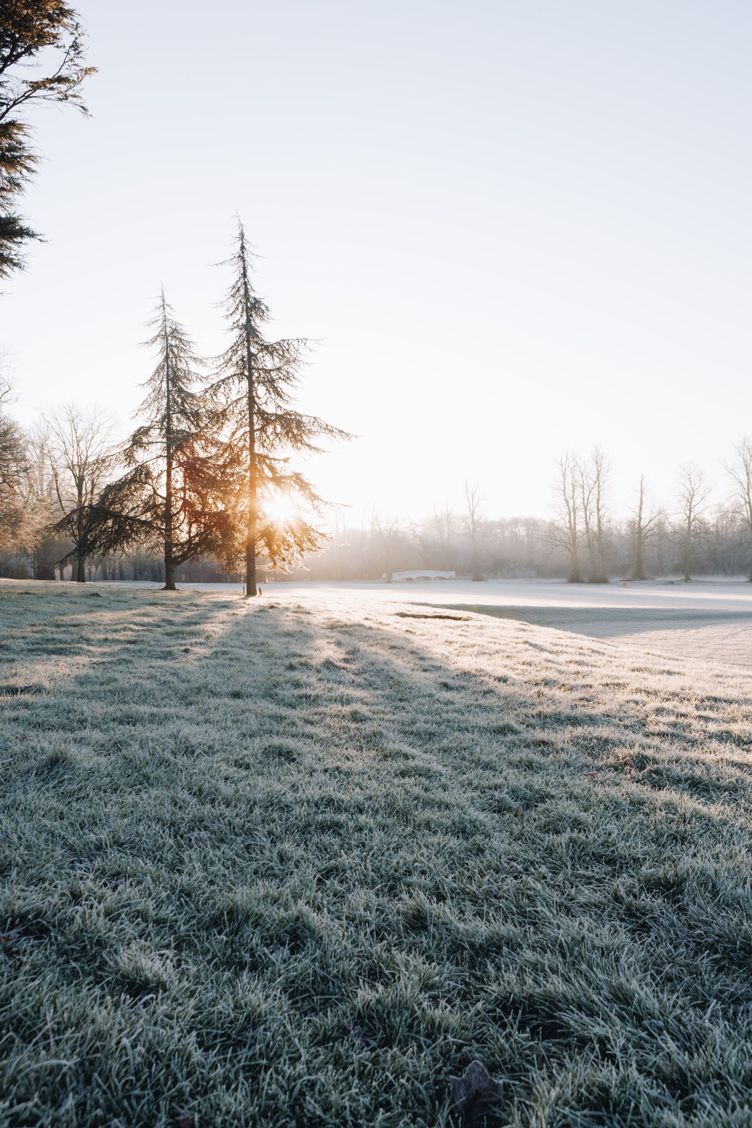 A frosty field with trees and a clear sky.