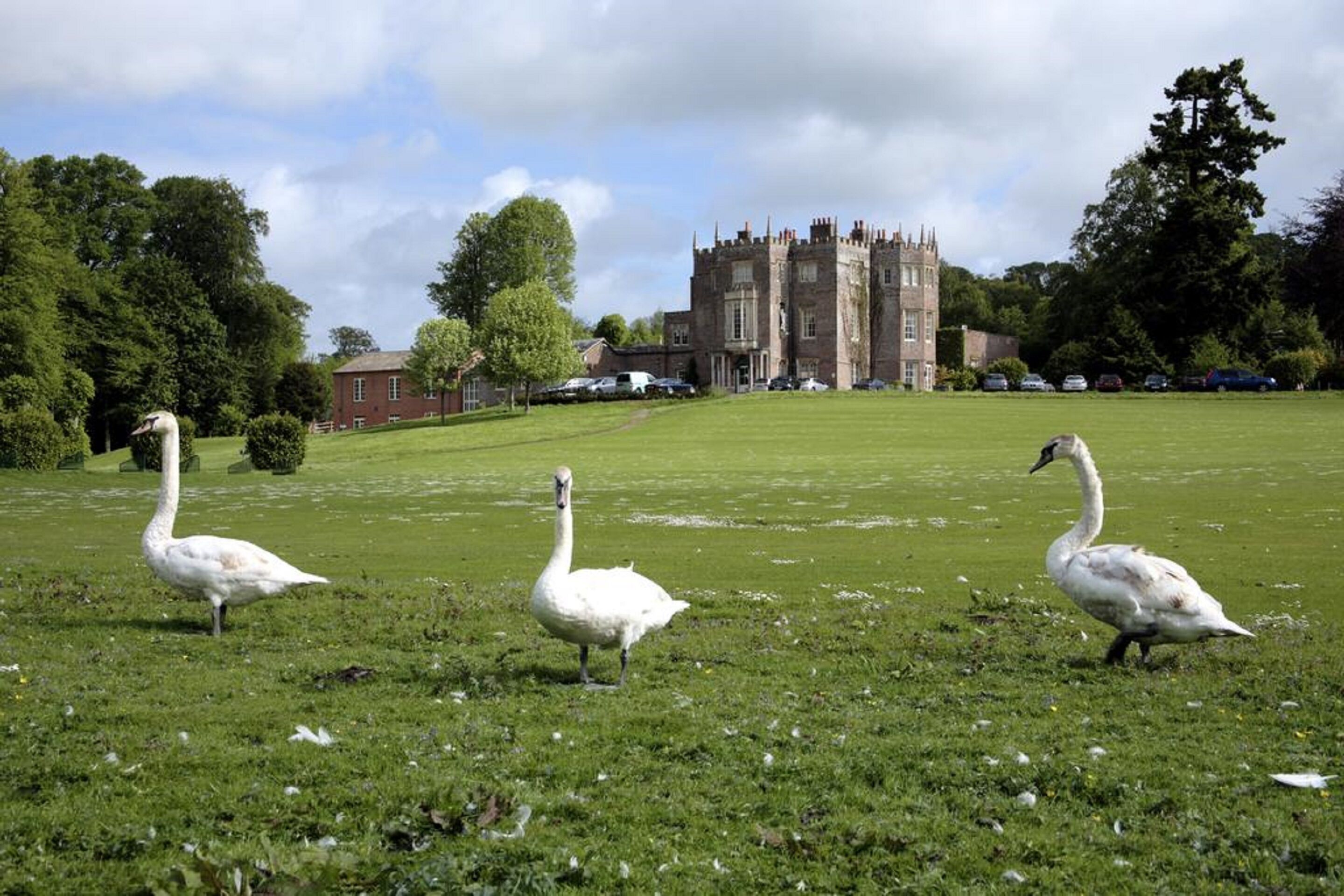 Un campo cubierto de hierba con tres cisnes y un castillo al fondo.