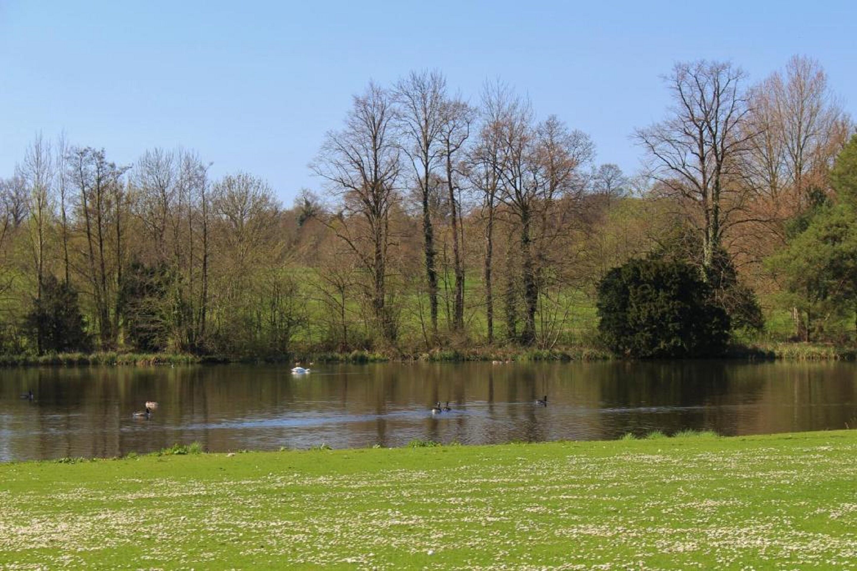 A calm lake with ducks swimming, surrounded by trees and a grassy area.