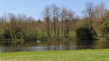 A calm lake with ducks swimming, surrounded by trees and a grassy area.