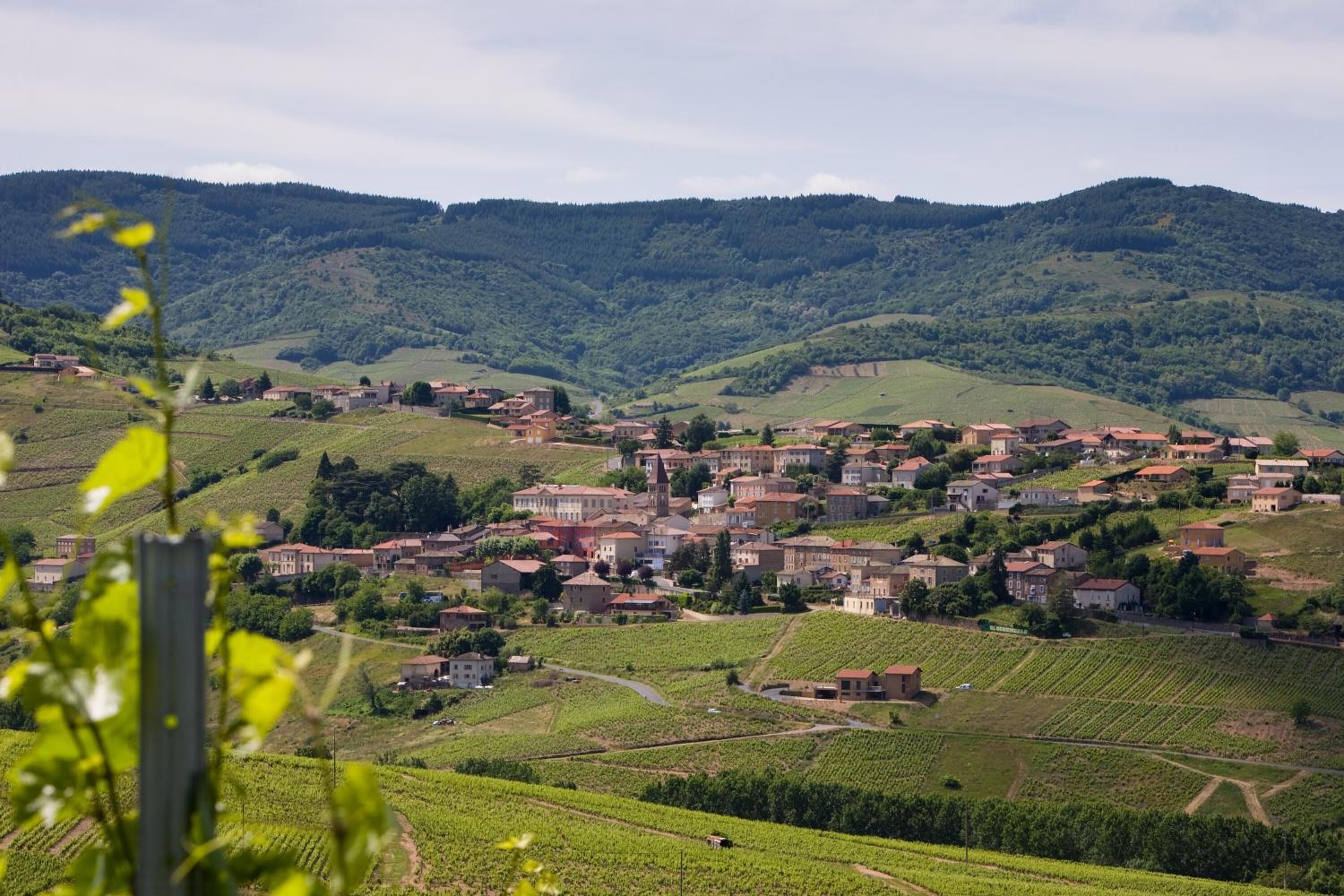 Uma aldeia rural com vinhedos em socalcos e edifícios tradicionais.