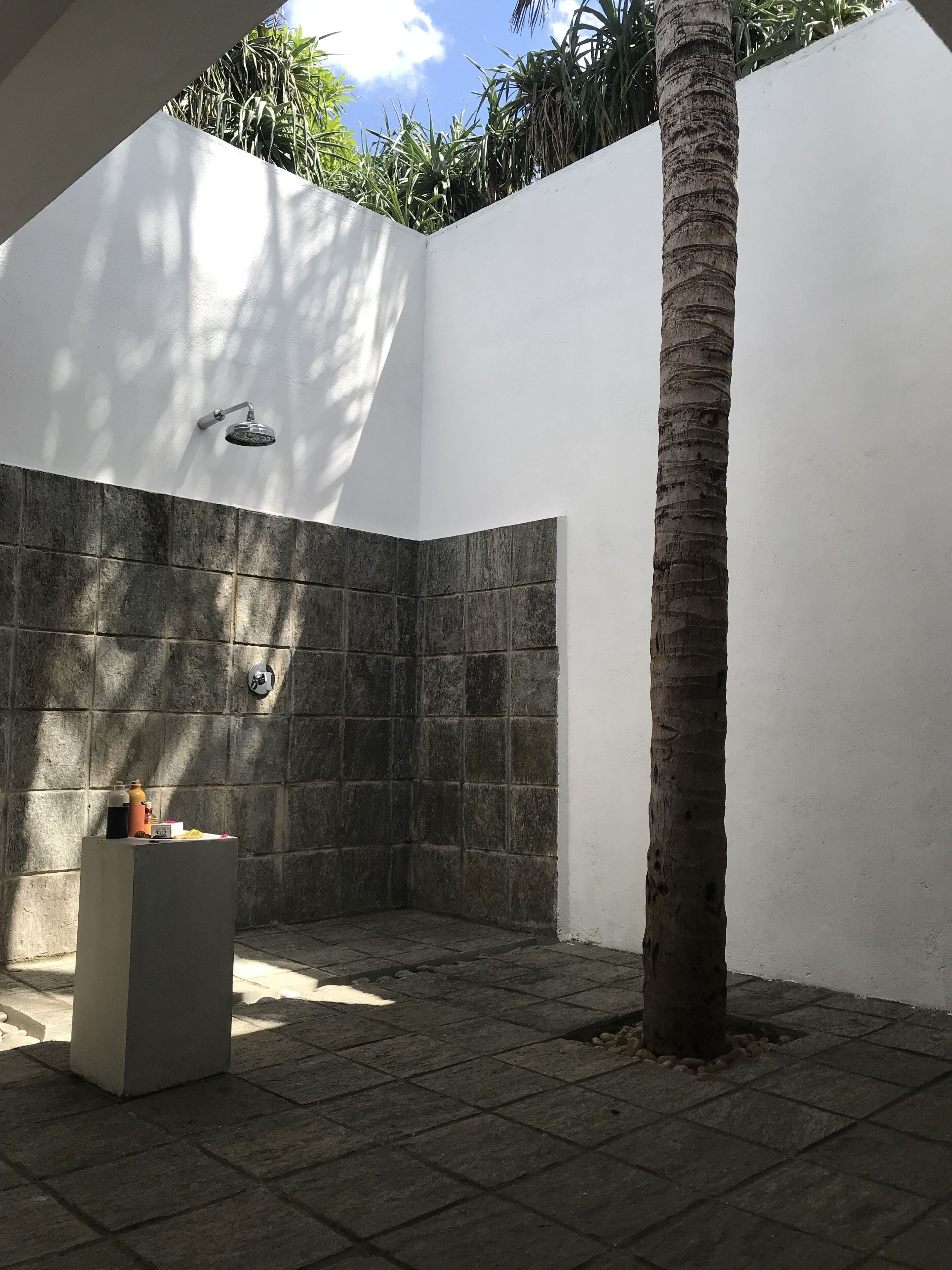 Une salle de bain moderne avec une douche, des murs carrelés et un palmier.