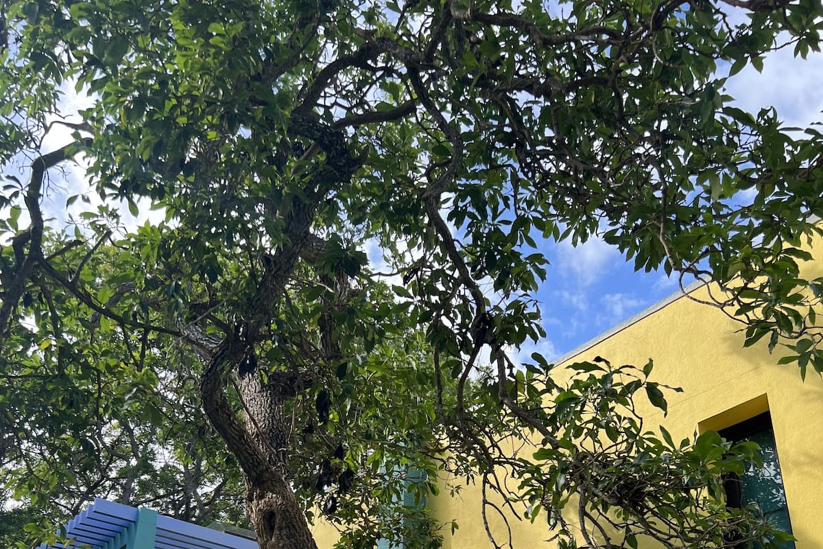 Un edificio amarillo con un árbol grande en primer plano.