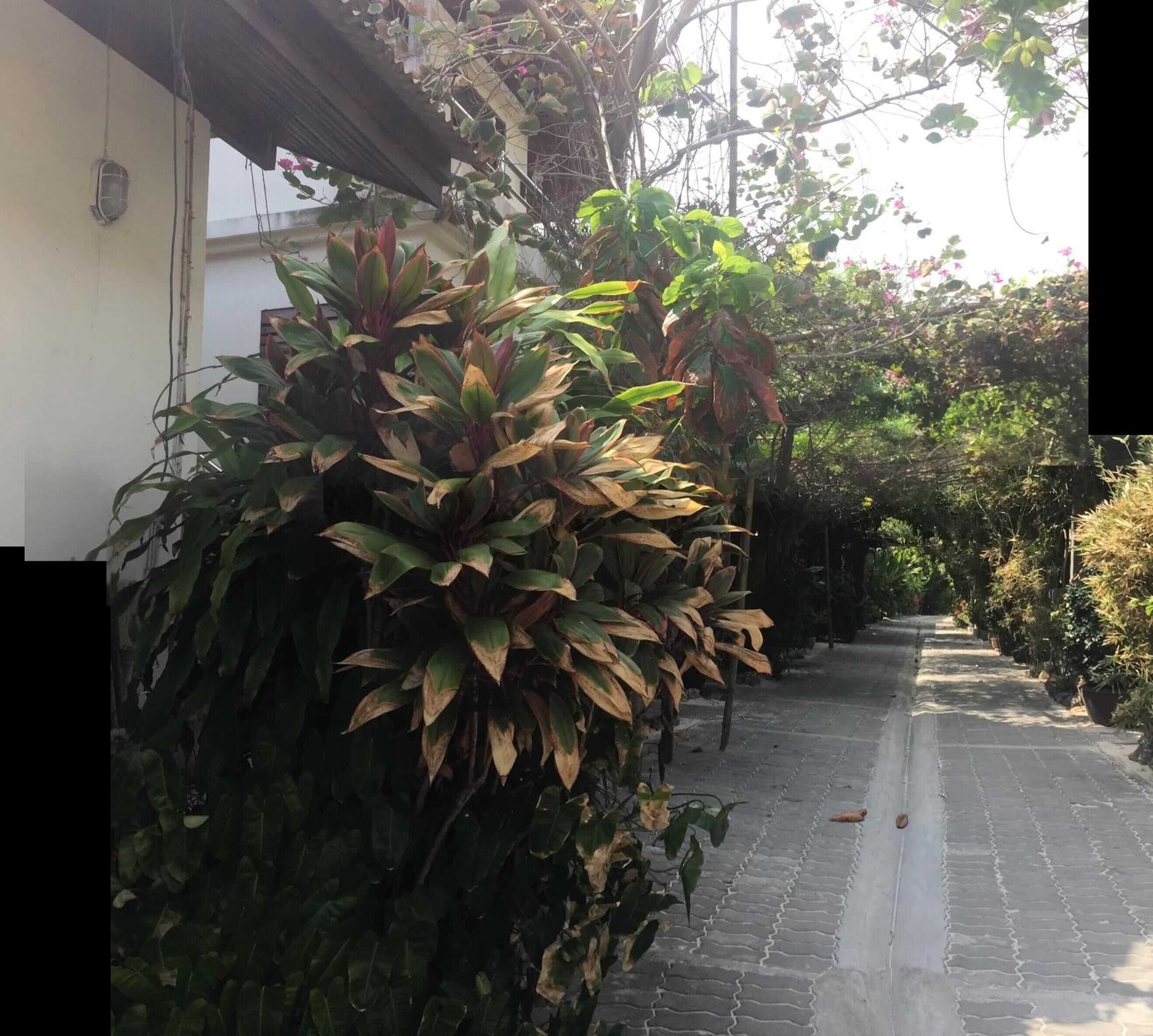 A narrow paved pathway flanked by lush greenery and a white building.