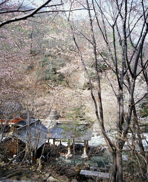 Un edificio japonés tradicional con tejado de tejas, rodeado de cerezos en flor.