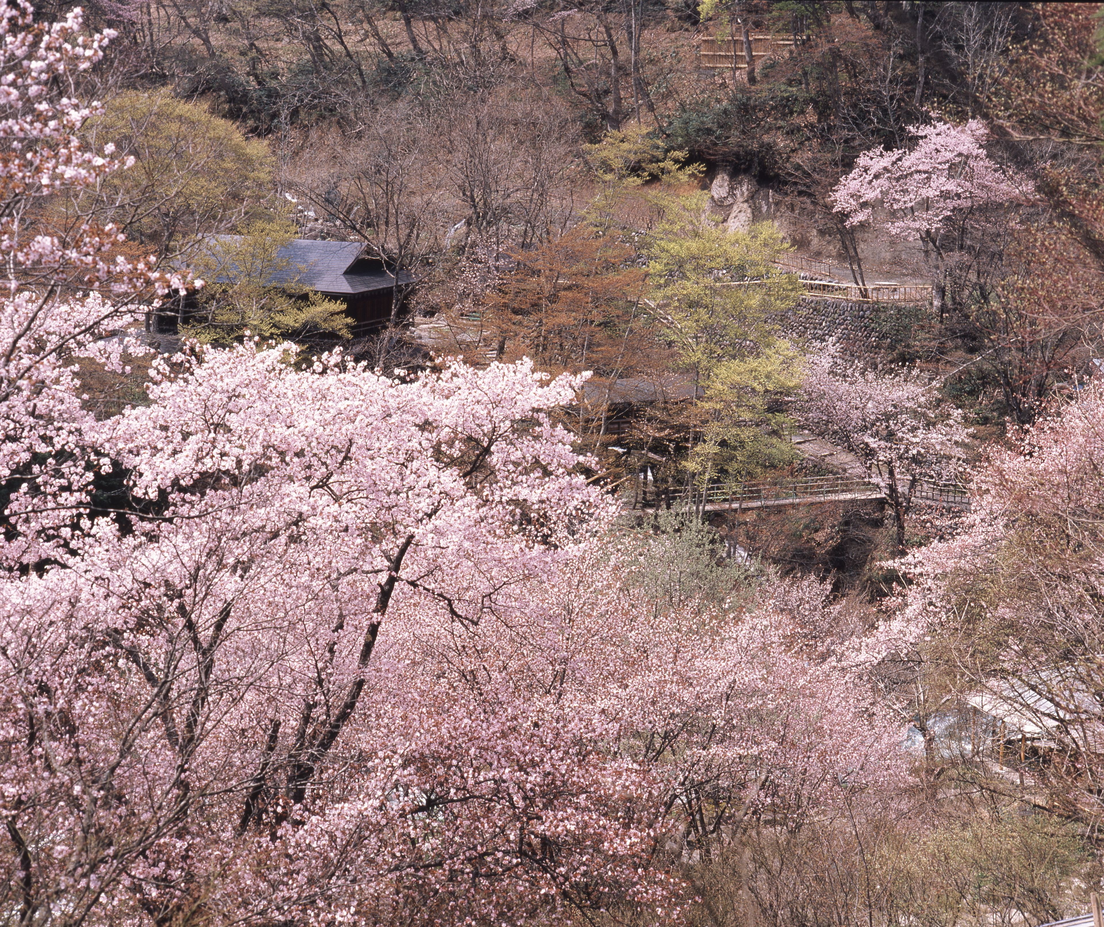 A traditional Japanese building surrounded by cherry blossoms.