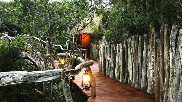 A wooden pathway leading to a thatched-roof structure surrounded by dense foliage. - Lalibela Game Reserve (Grahamstown)
