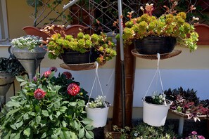 Potted plants arranged on a balcony with a railing and a wall in the background. - Feeloxenia Corfu Apartments (Corfu)