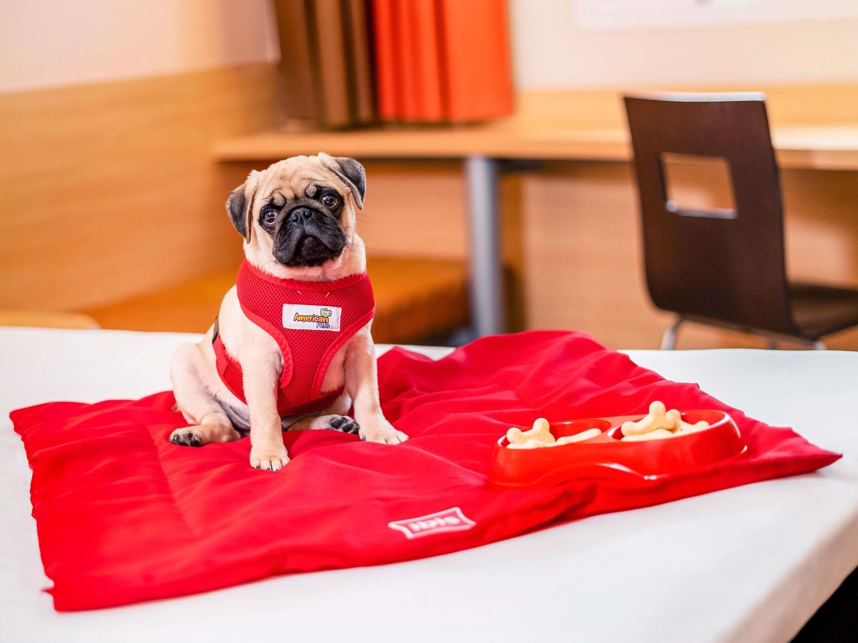 A pug sitting on a red blanket with a red bowl of food nearby.