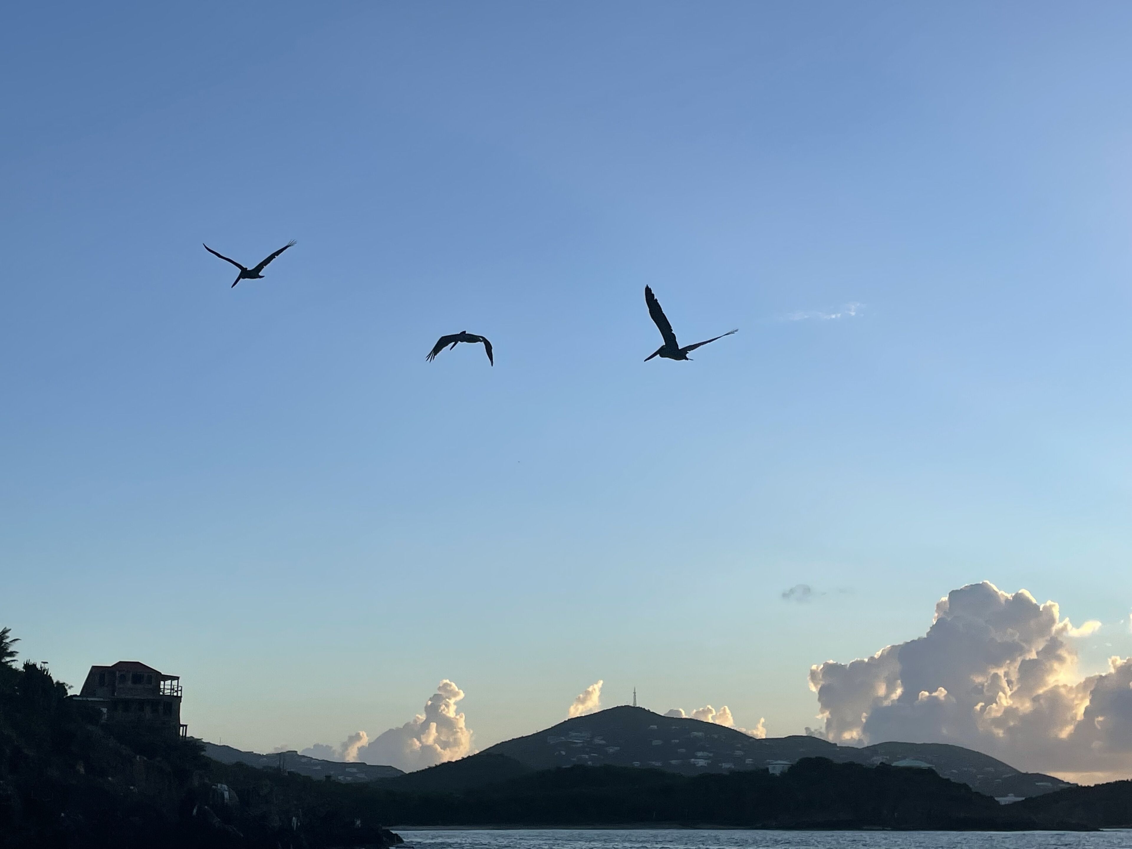 Three birds flying in the sky over a coastal landscape with mountains and a body of water in the background.