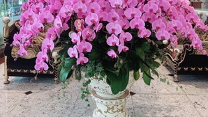 Une grande orchidée en pot, avec des fleurs roses, dans un pot blanc décoré.