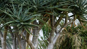 Un jardín botánico con diversos cactus y suculentas, incluyendo una destacada planta de agave y un árbol cubierto de musgo colgante.