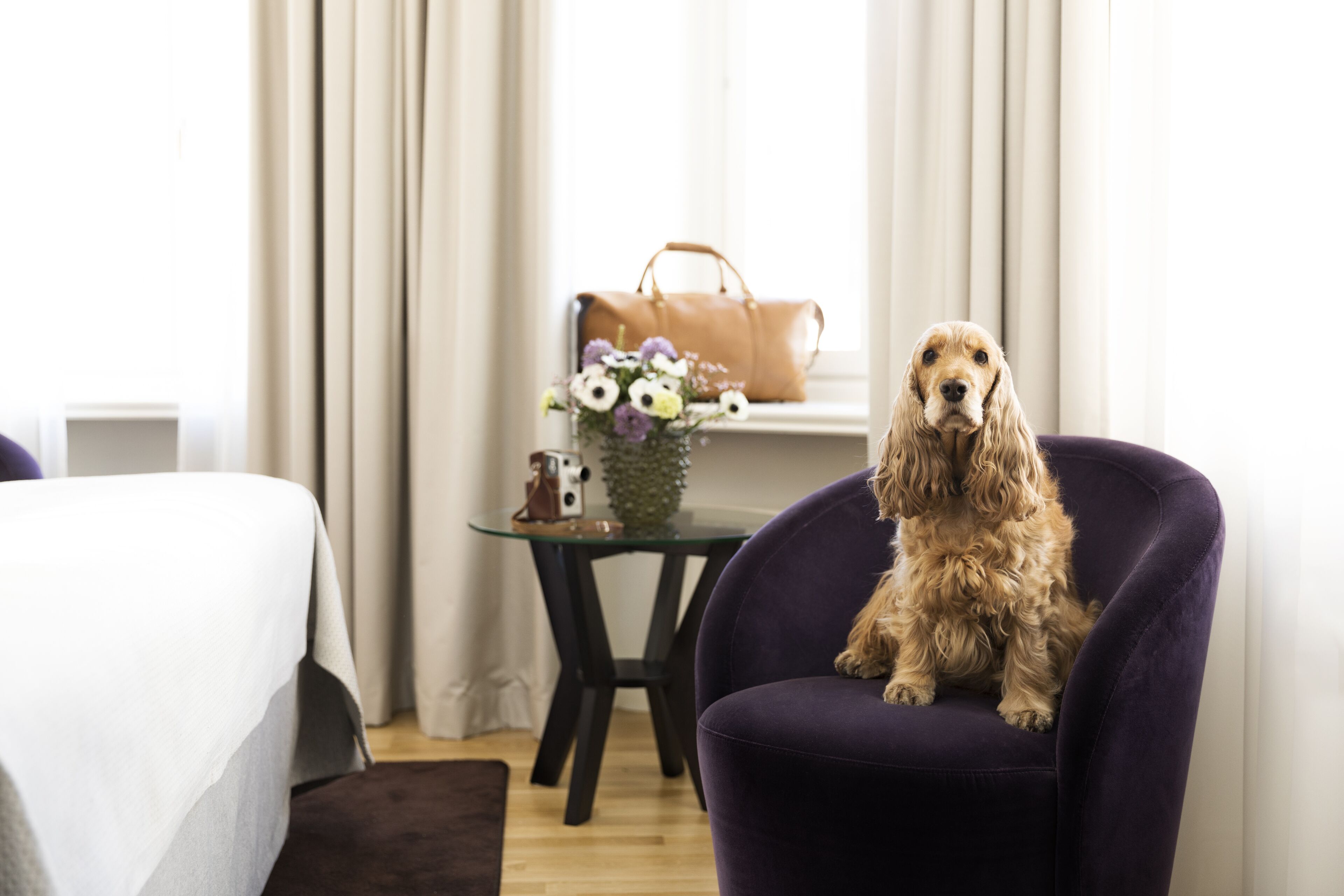 Un perro sentado en una silla en una habitación con una cama, una mesa con un jarrón de flores y un bolso en el alféizar de una ventana.