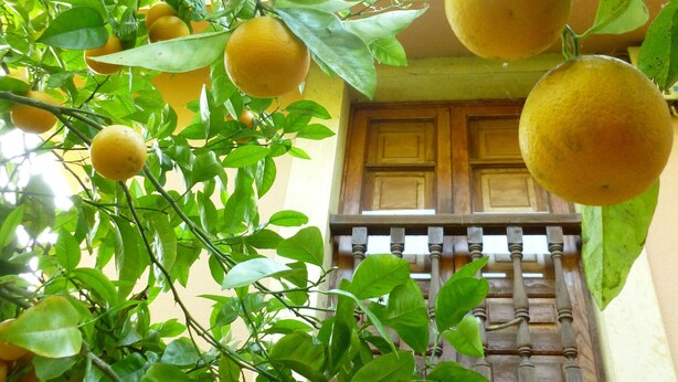 Jardín