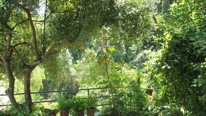 Un sentier bordé d’une végétation luxuriante et de plantes en pot.