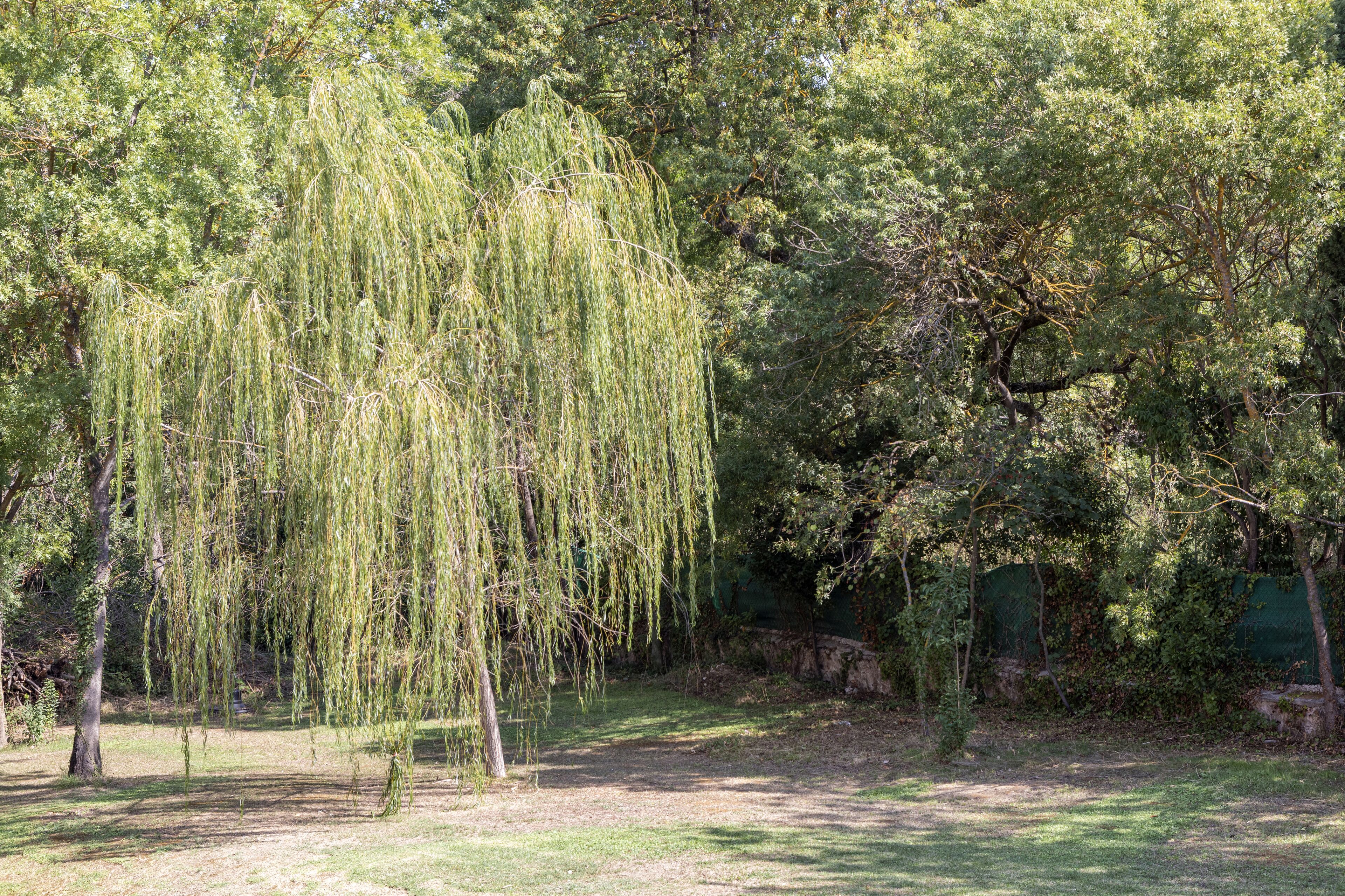 A weeping willow tree in a park with a stone wall and dense foliage in the background.