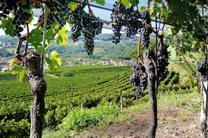 A vineyard with rows of grapevines and a distant view of a town.