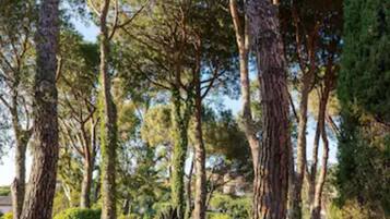 A well-maintained garden with tall trees and a manicured lawn.