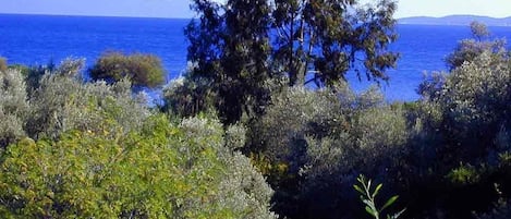A coastal landscape with dense shrubbery and a prominent tree in the foreground.