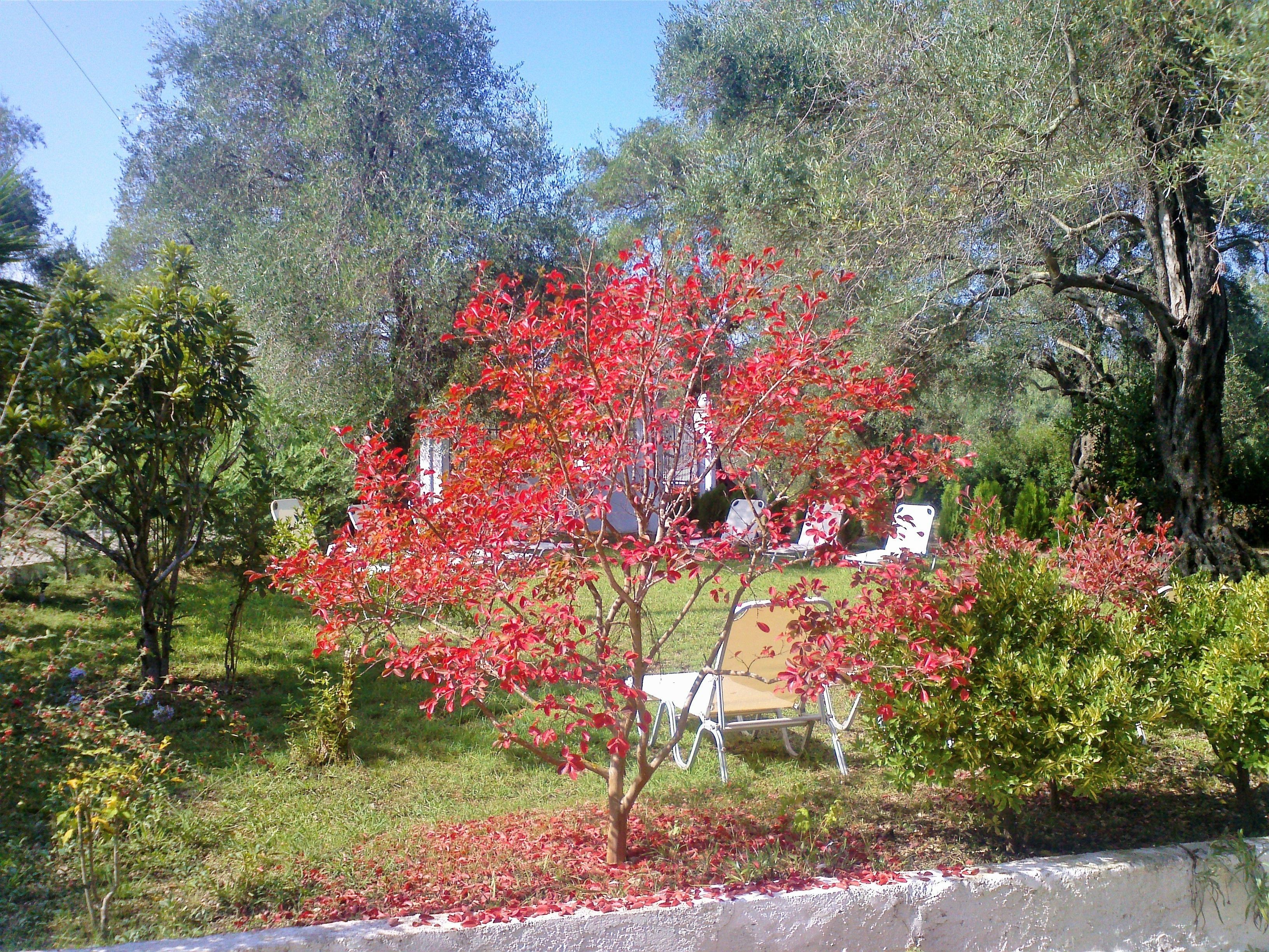 A garden with a tree displaying red leaves, a white building, and a concrete wall.