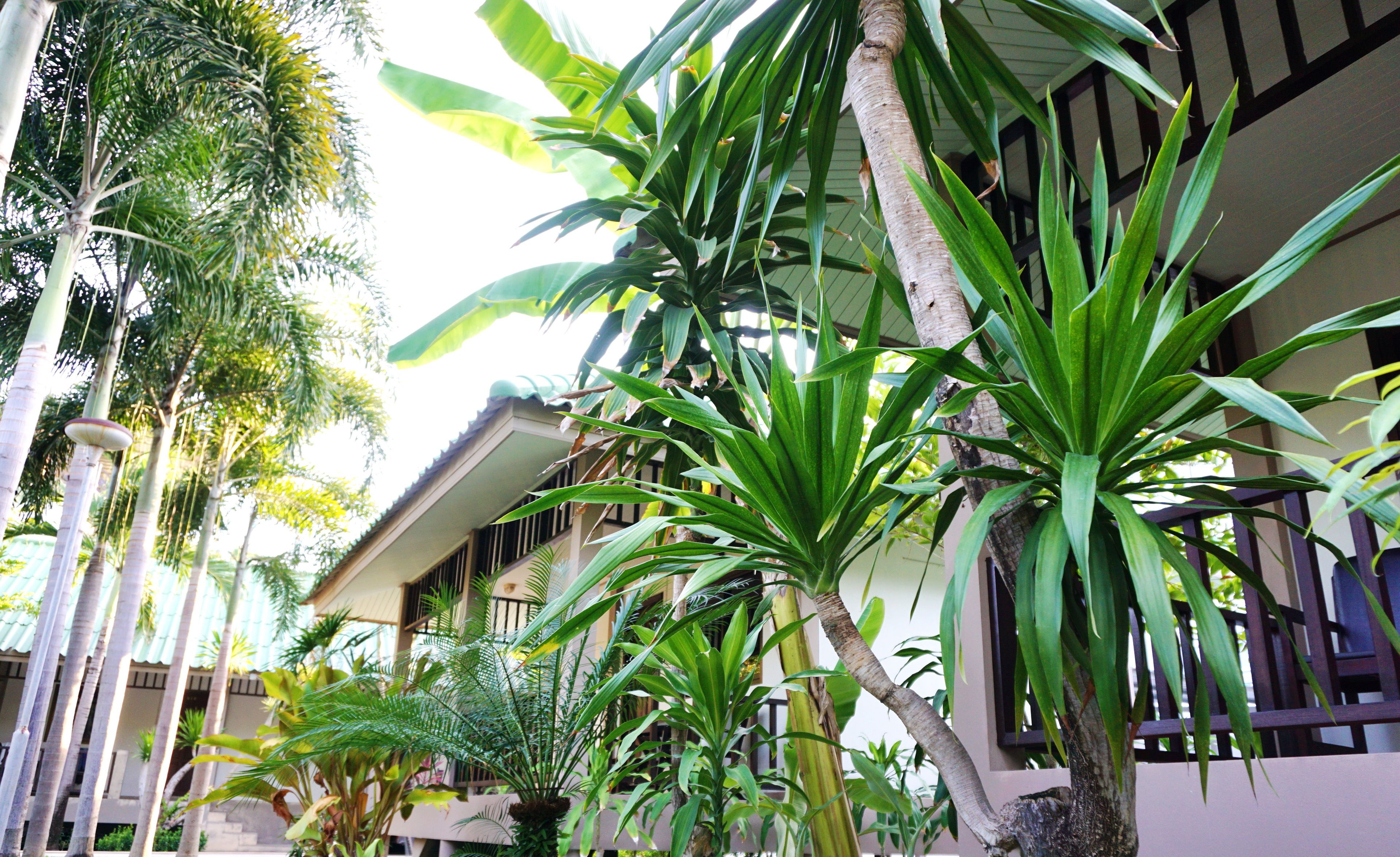 Foto - Lamai Inn 99 Bungalows