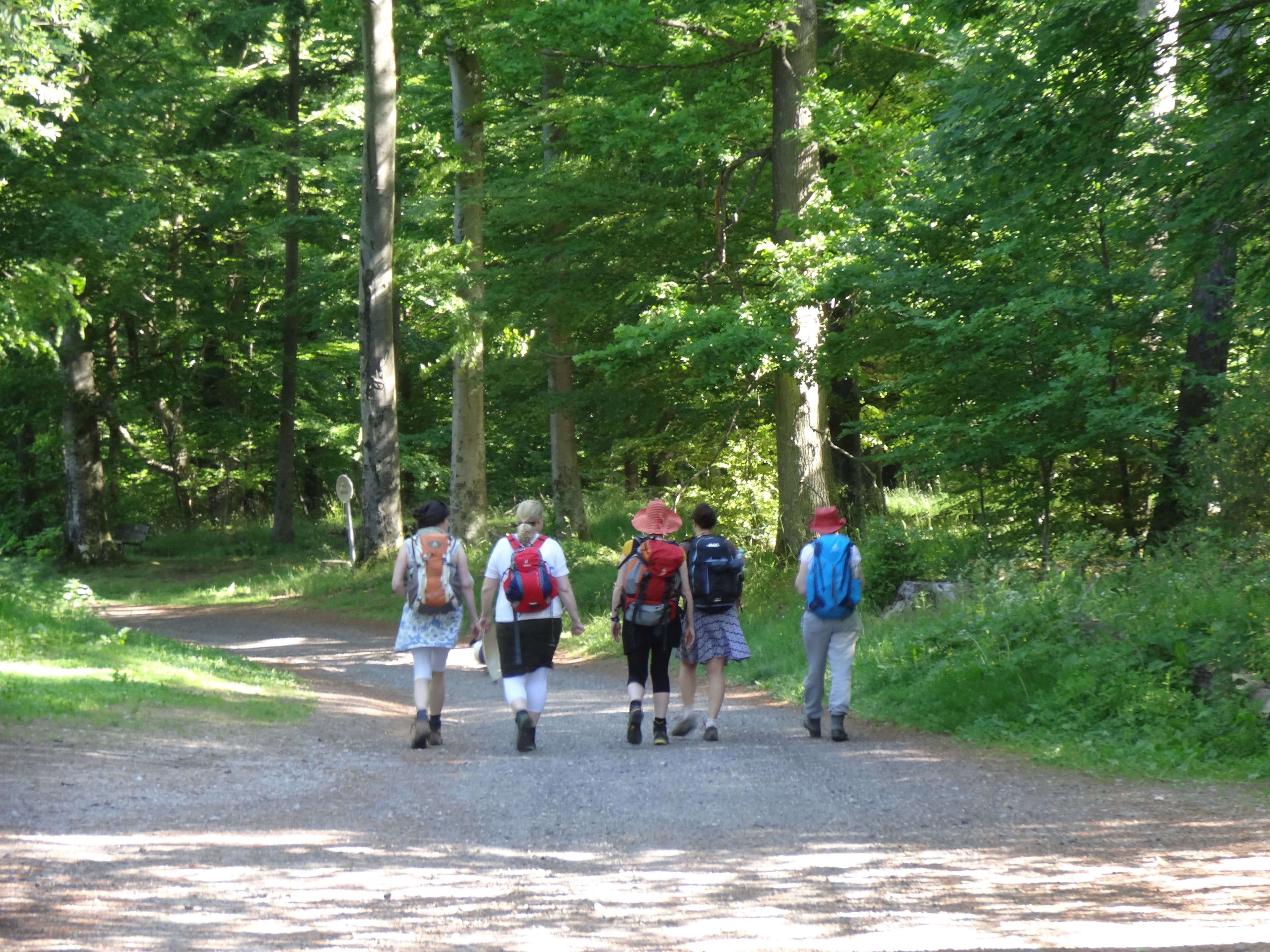 A group of people walking on a gravel path in a forested area.