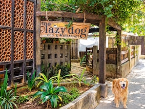 A dog-friendly outdoor area with a wooden pergola, a sign reading 'the lazy dog BED & BREAKFAST', and a dog standing on the pavement.