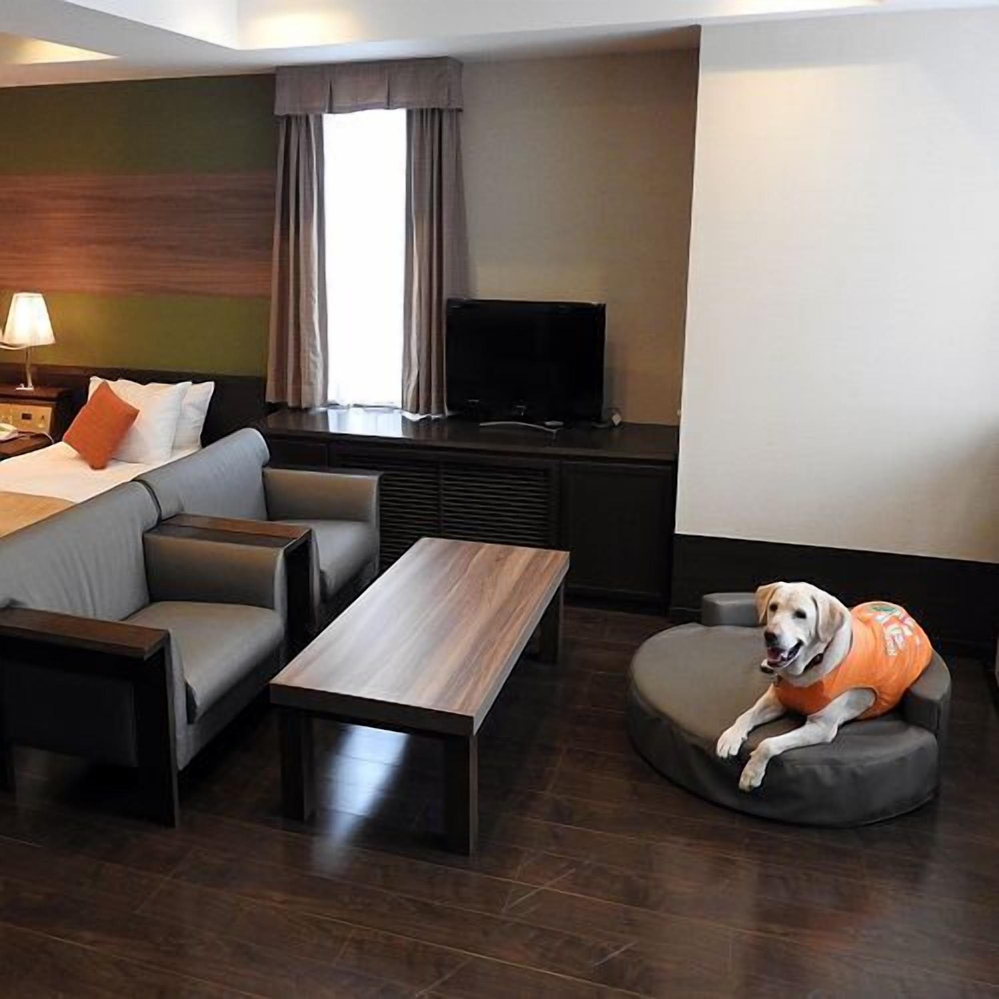 Hotelkamer met een bed, een bank, een televisie en een hond in een vest.