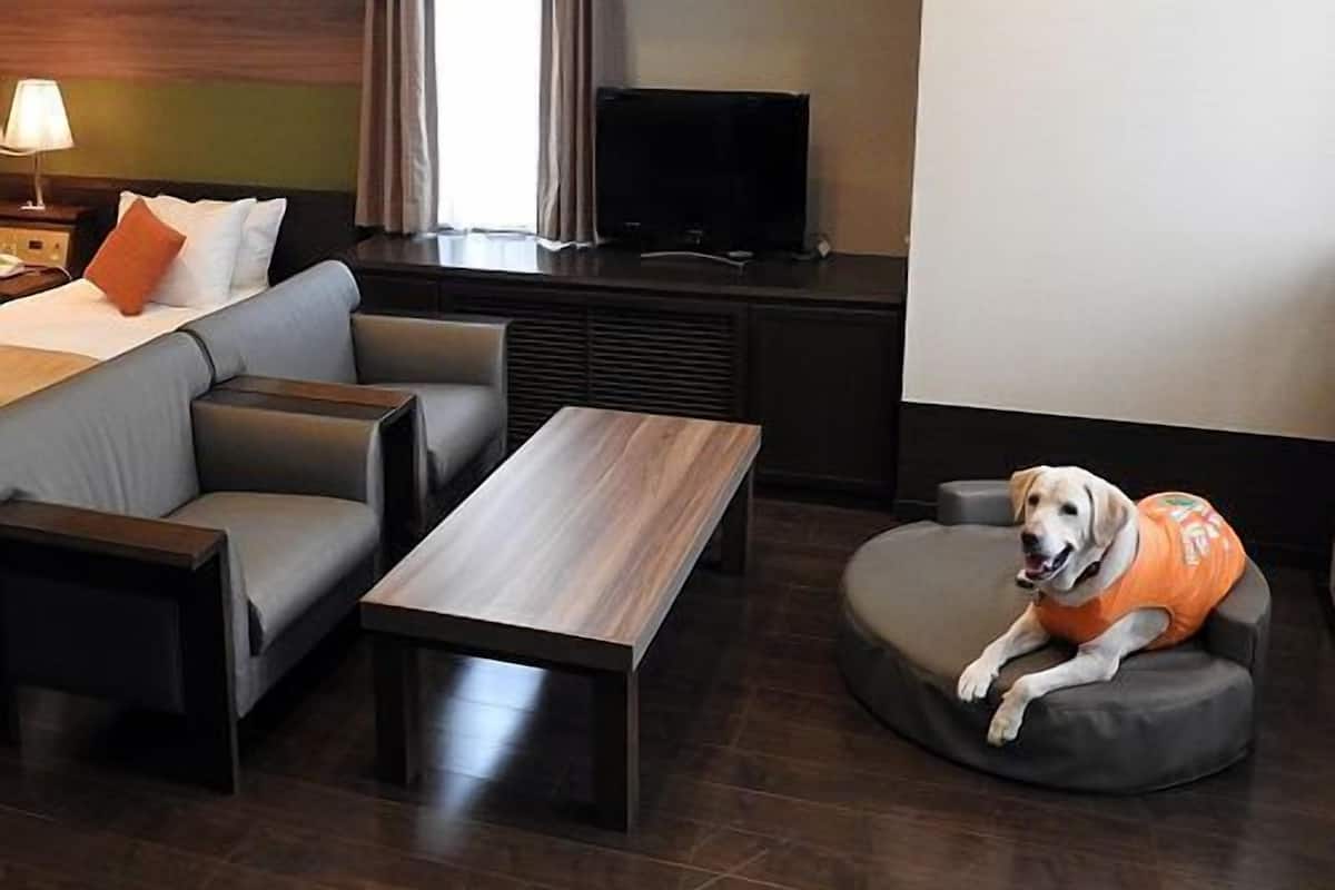 Hotelkamer met een bed, een bank, een televisie en een hond in een vest.