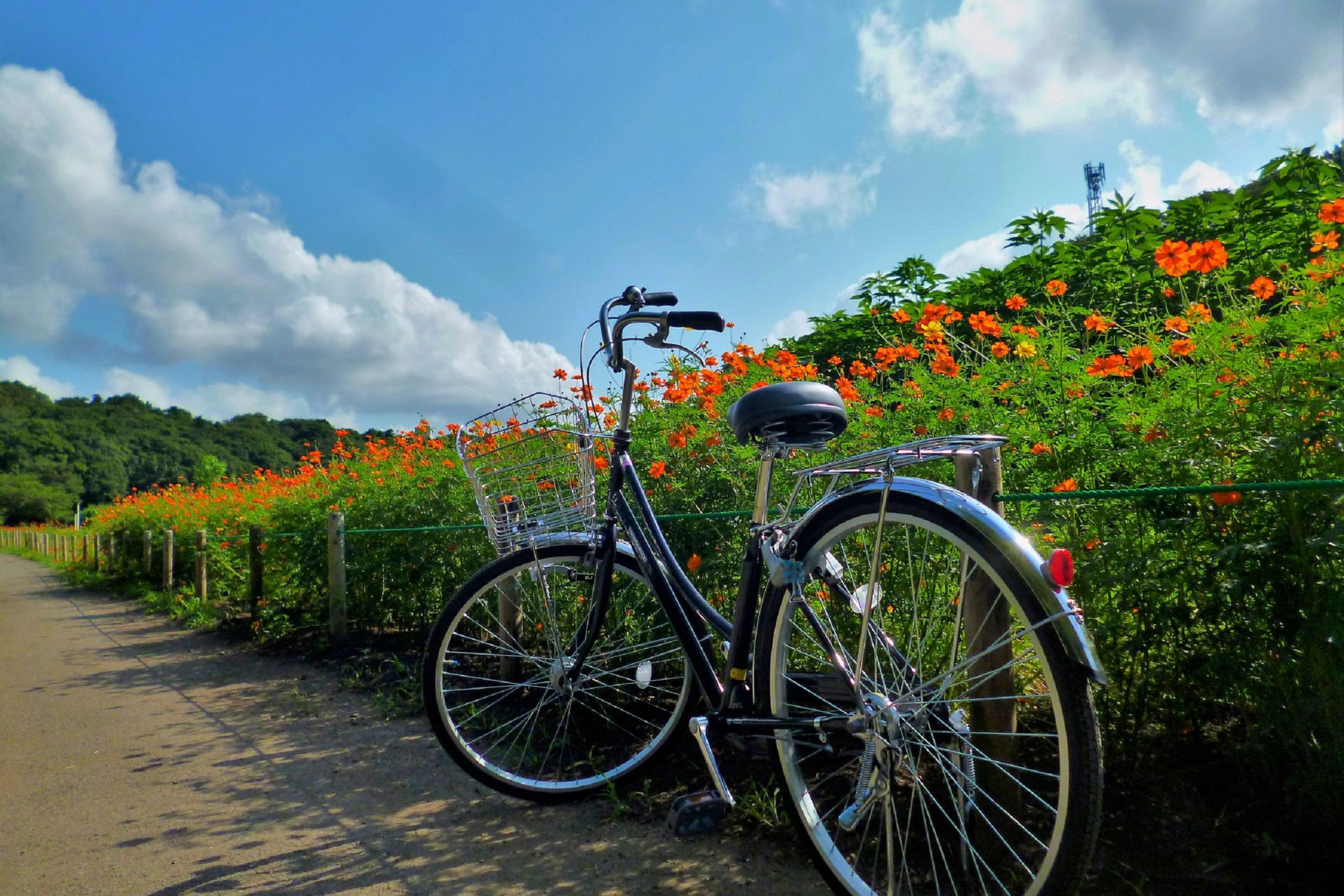 A bicycle parked on a path with a basket and a seat, surrounded by vibrant orange flowers and greenery.
