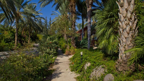 A pathway surrounded by lush greenery and palm trees, leading to a building with a brick facade. - Naomi's B&B (Ramot)