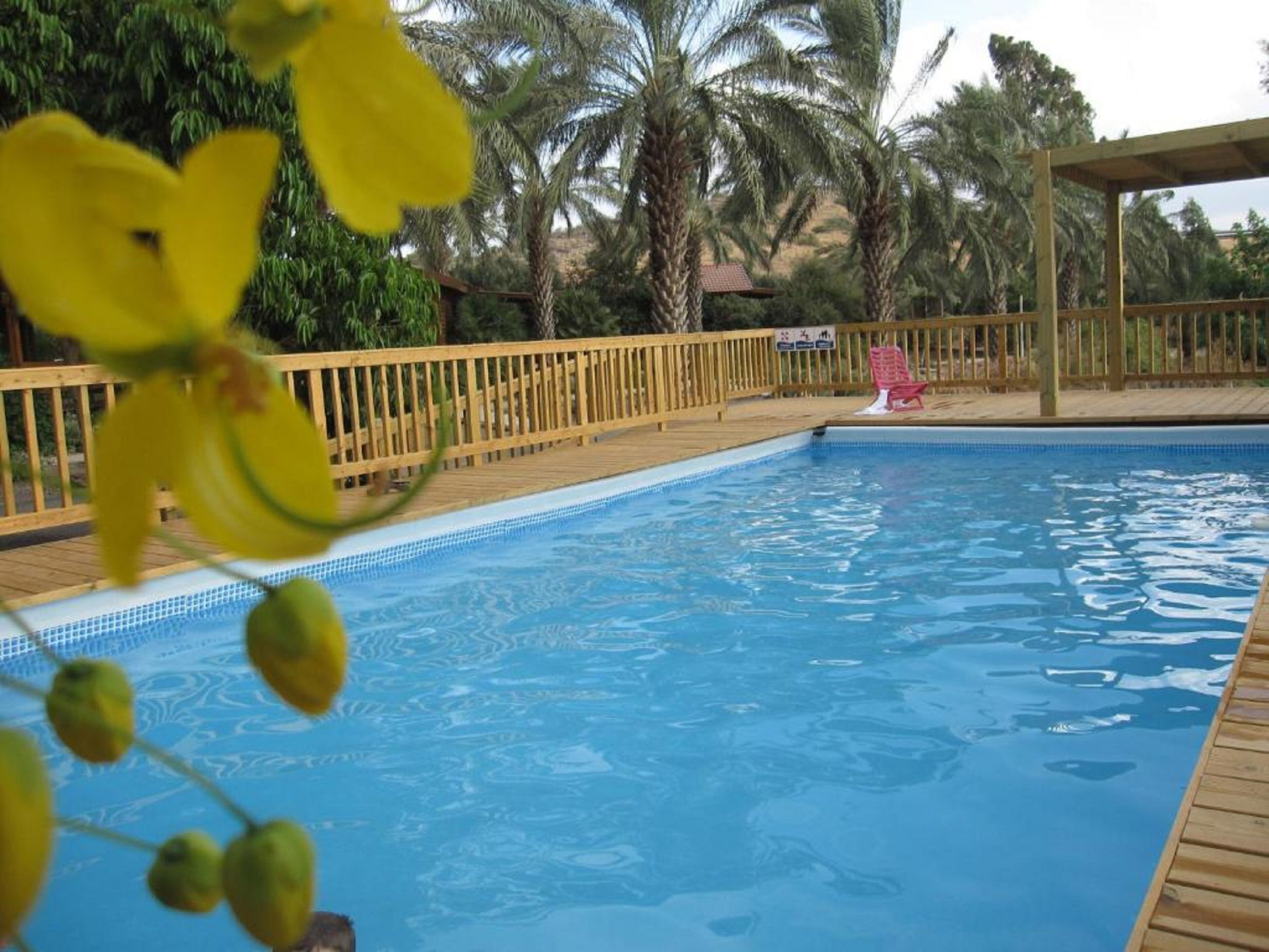 A swimming pool with a wooden deck and palm trees in the background.