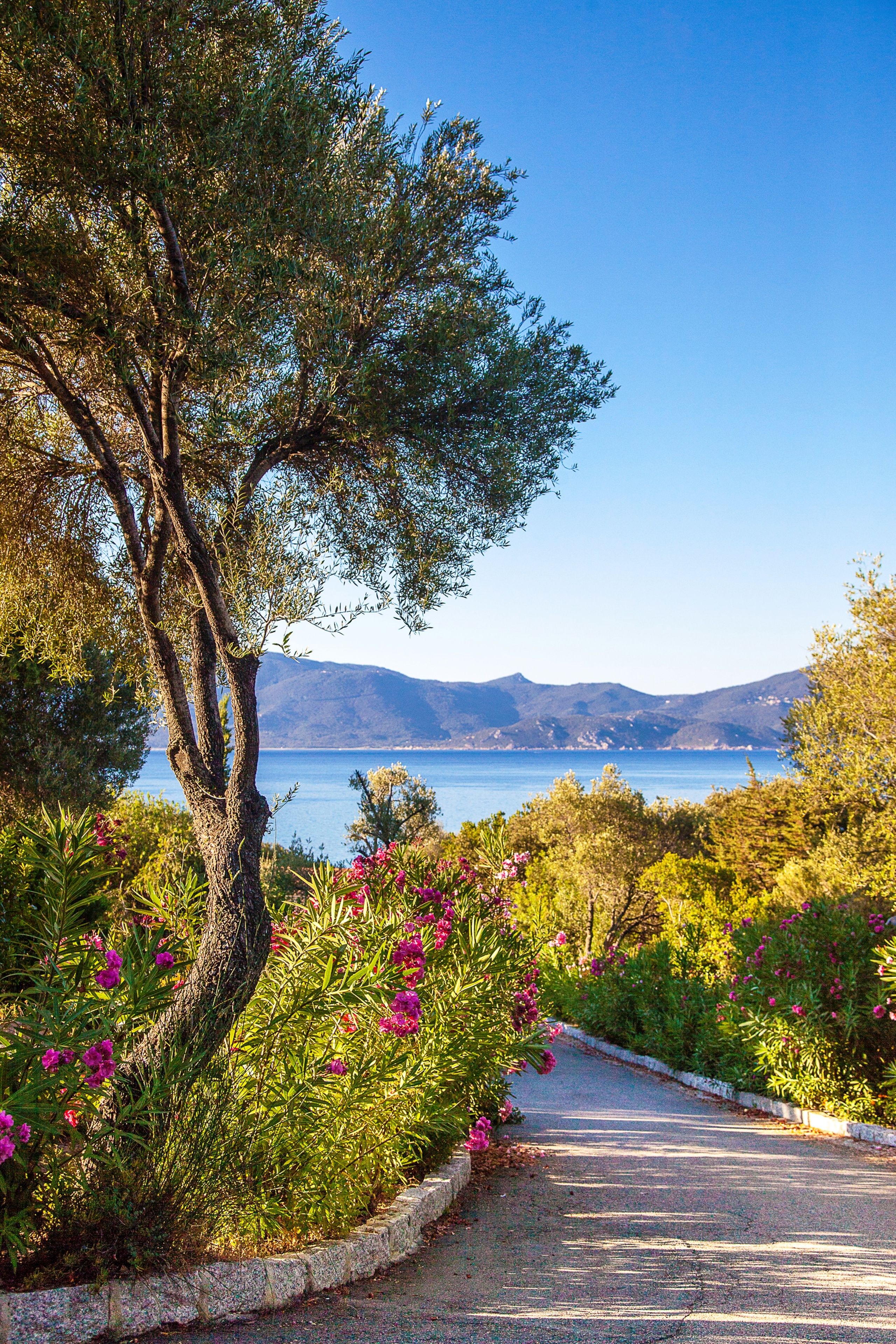 A paved pathway flanked by lush greenery and vibrant flowers, leading to a scenic view of a body of water and distant hills.