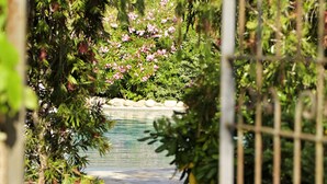 A garden pathway leading to a body of water, surrounded by lush greenery and flowering plants. - Résidence Arco Plage (Olmeto)