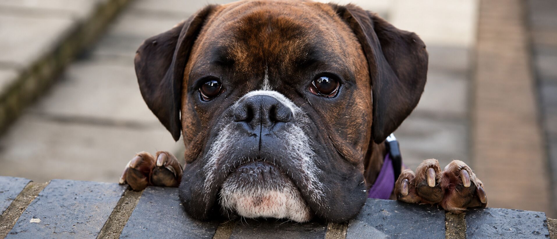 Et nærbillede af en hund med brun pels og hvide aftegninger i ansigtet.