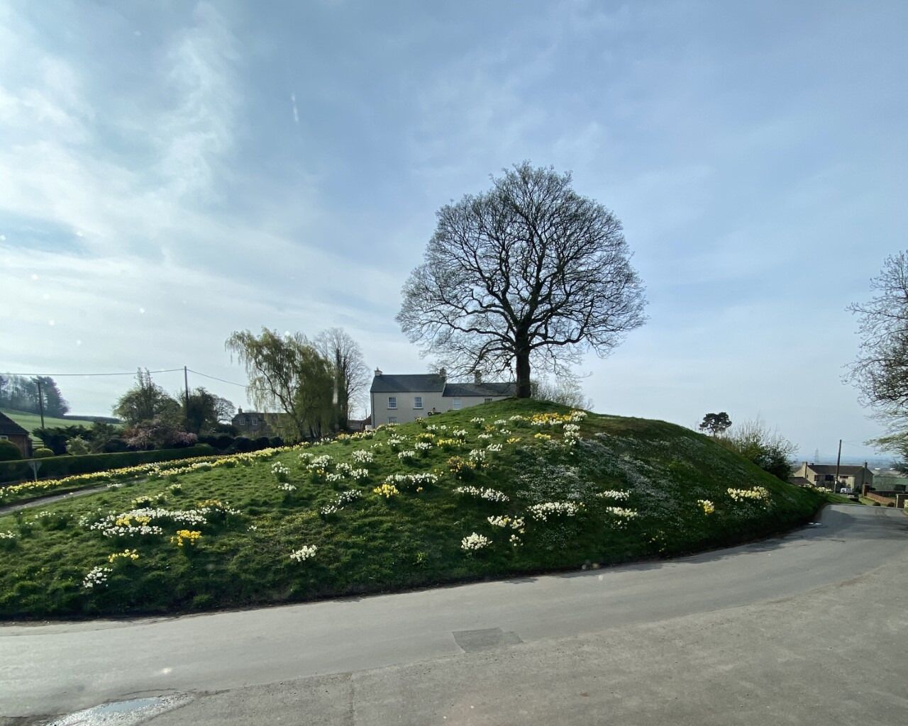 A road with a grassy hill covered in daffodils, a leafless tree, and houses in the background.