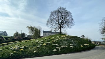 A road with a grassy hill covered in daffodils, a leafless tree, and houses in the background.