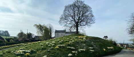 A road with a grassy hill covered in daffodils, a leafless tree, and houses in the background.