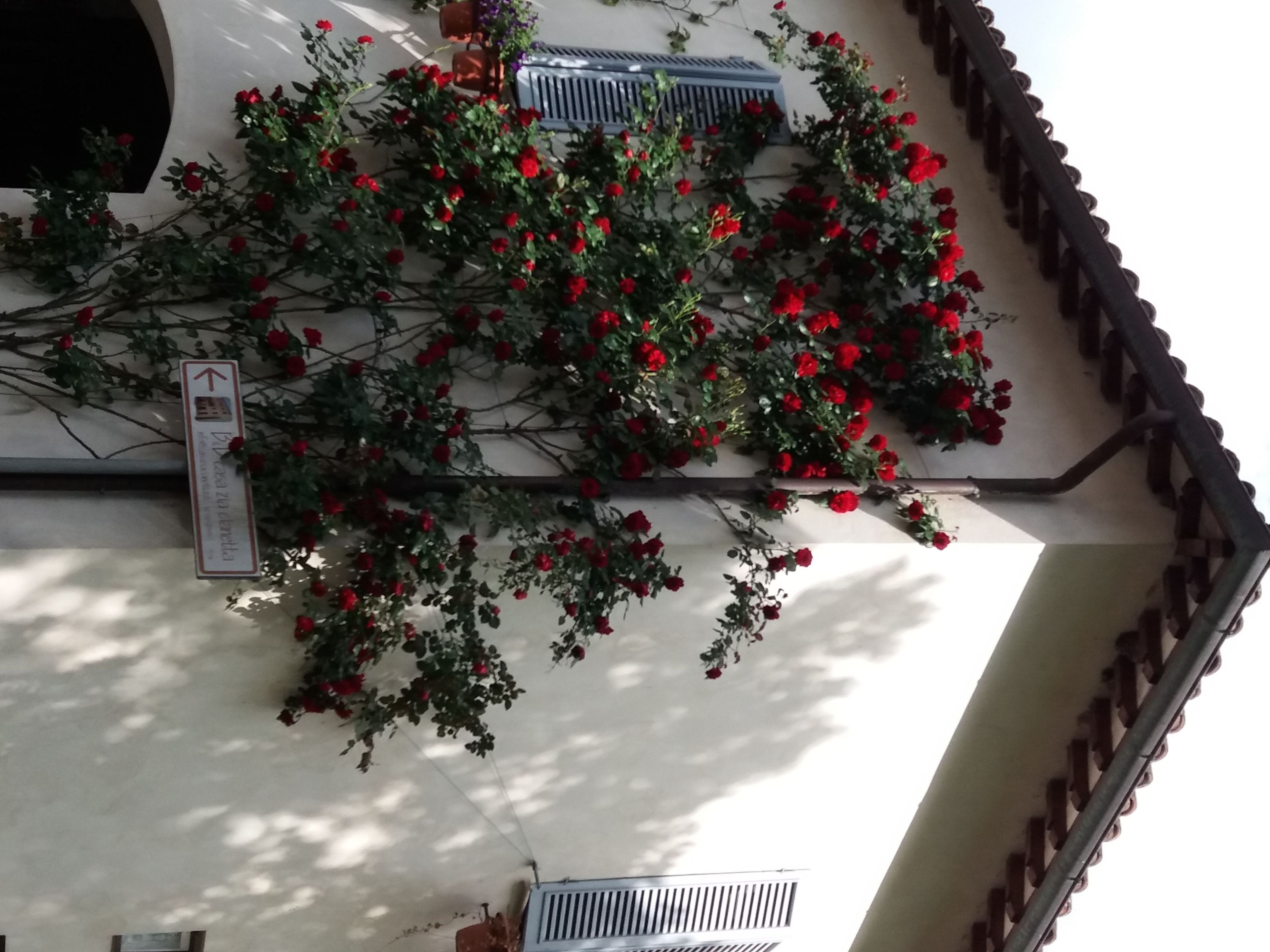 A building with a white facade and a section of red roses climbing up the wall.